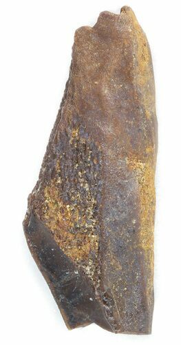 Rooted Hadrosaur Tooth - Two Medicine Formation #43537